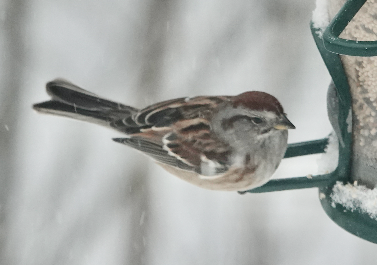 strnádka pokřovní - ML646524754