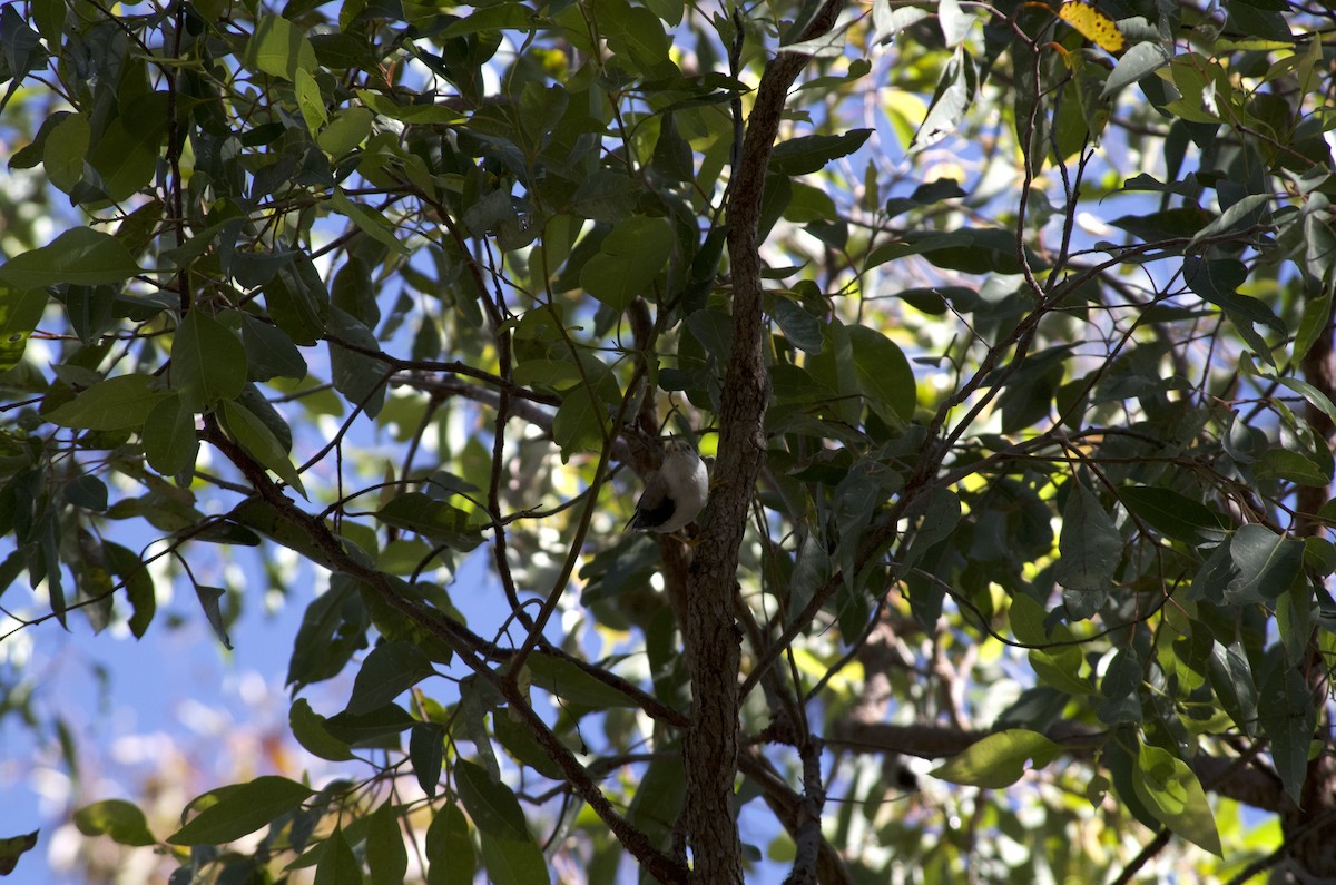 Varied Sittella - ML646524755