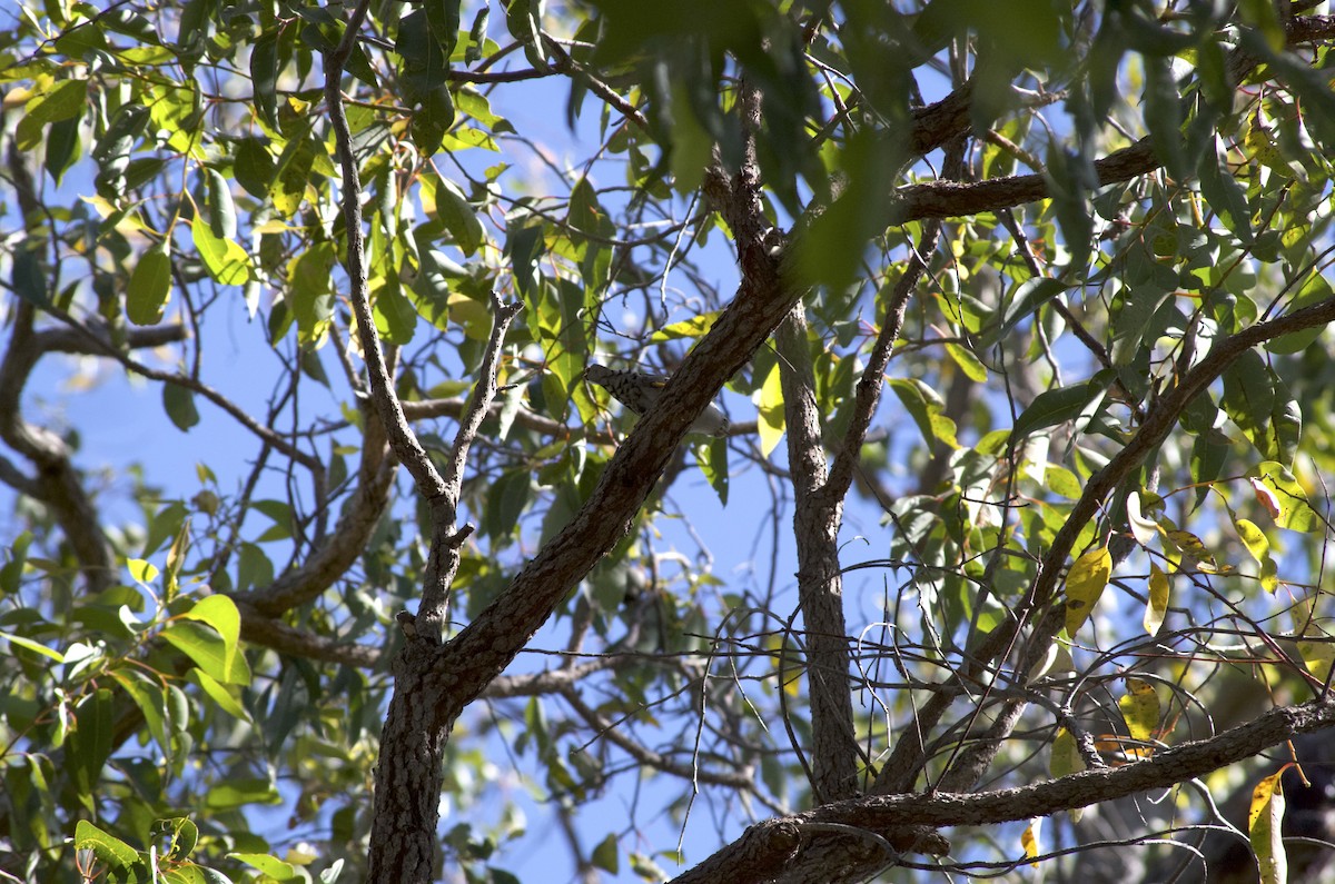 Varied Sittella - ML646524756