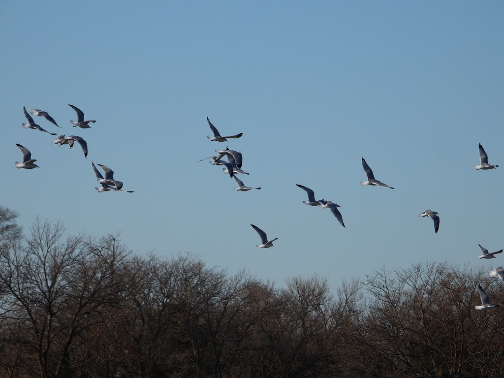 Ring-billed Gull - ML646524757