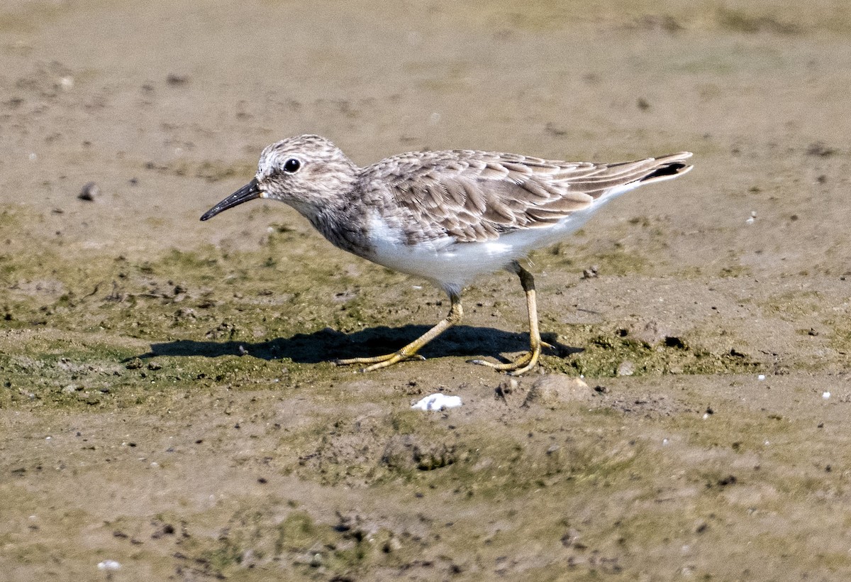 Least Sandpiper - ML646524759