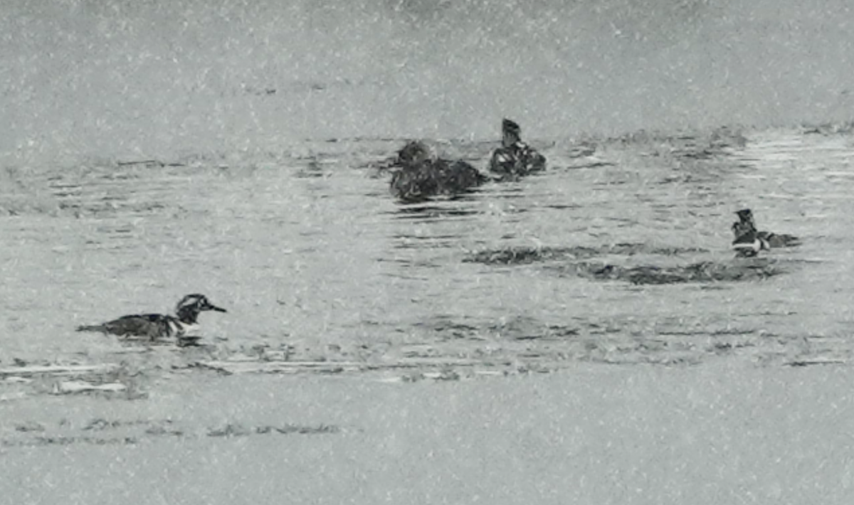 Hooded Merganser - ML646524760