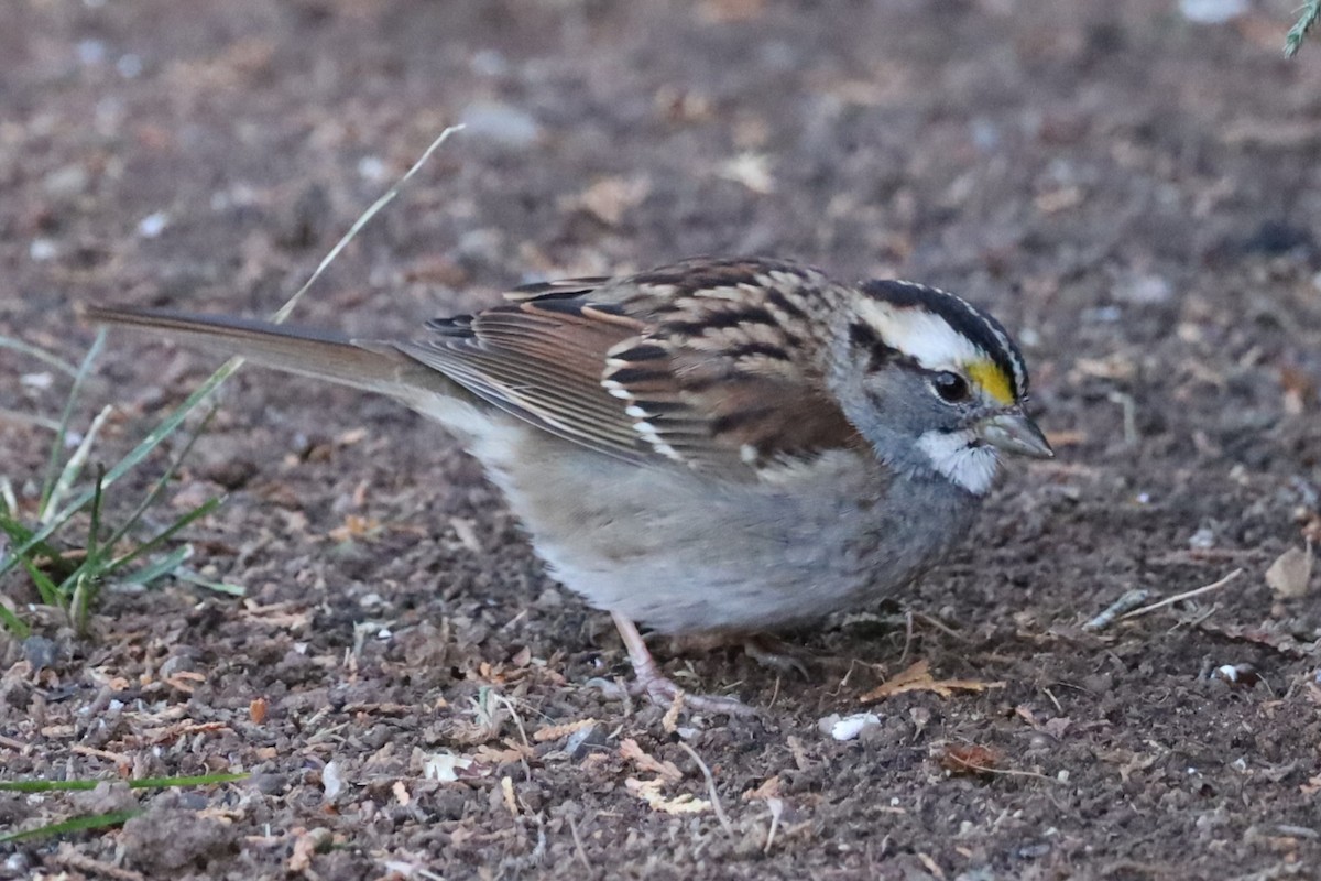 ノドジロシトド - ML646524763