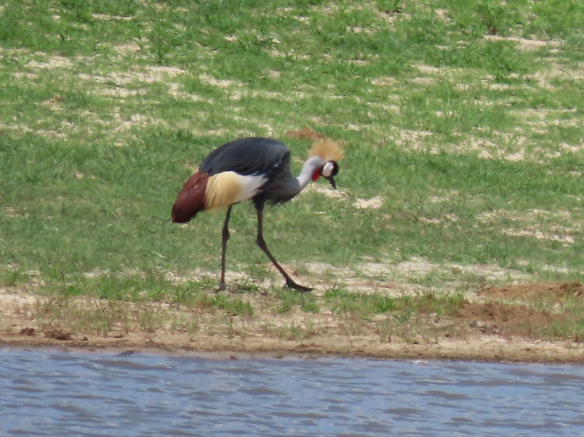 Grue royale - ML646524764