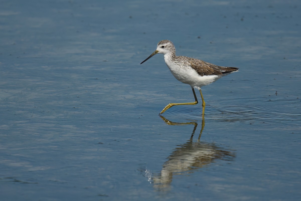 コアオアシシギ - ML646524765