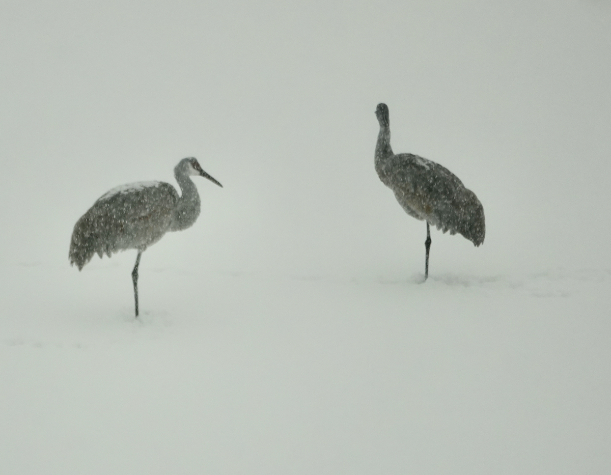 jeřáb kanadský - ML646524766