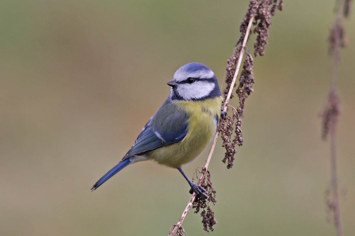 Eurasian Blue Tit - ML646524767