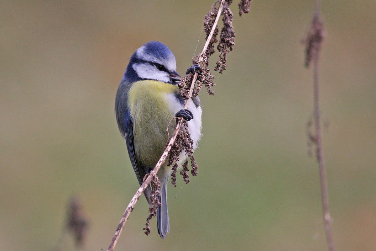 Eurasian Blue Tit - ML646524768