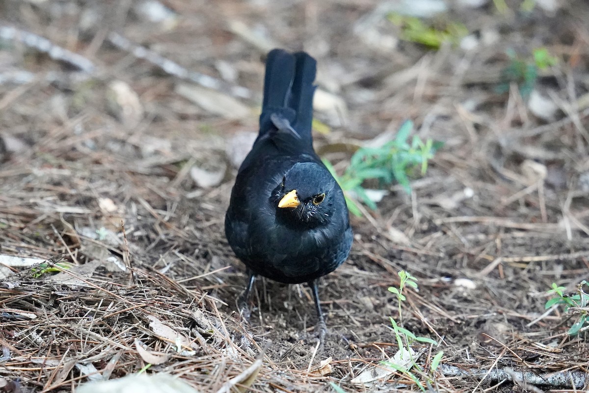 Eurasian Blackbird - ML646524770