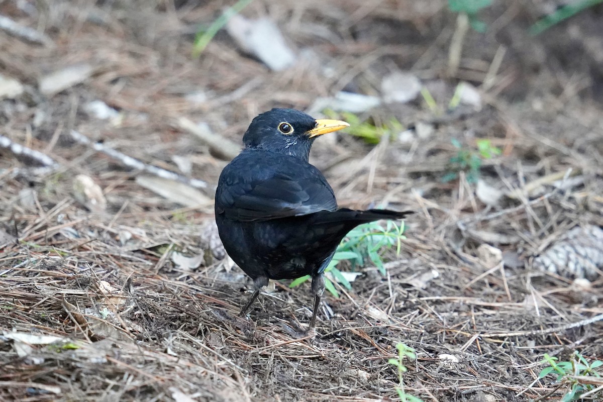 Eurasian Blackbird - ML646524772