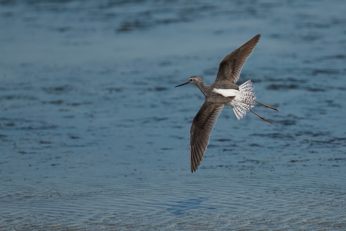 コアオアシシギ - ML646524774