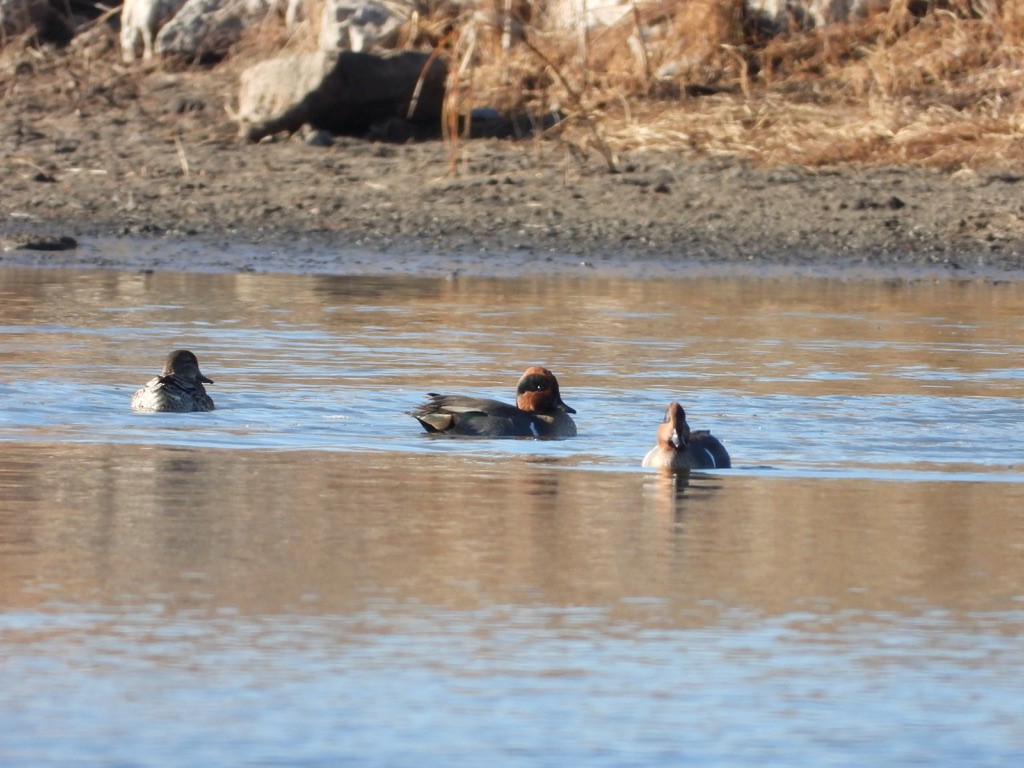 Green-winged Teal - ML646524776