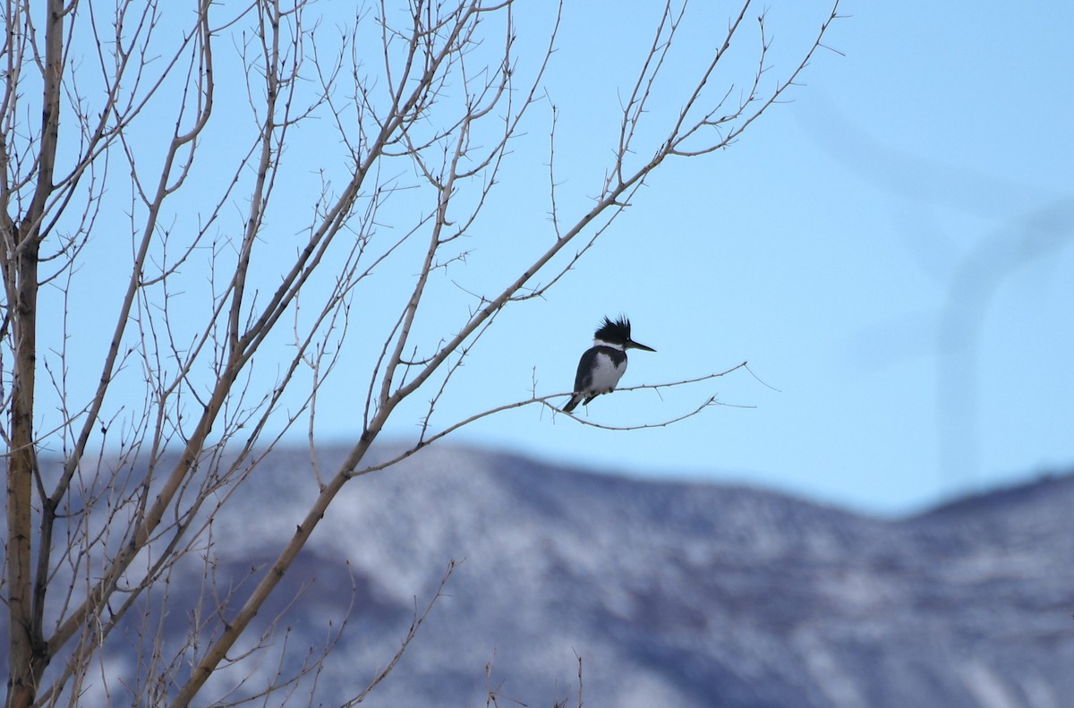 Belted Kingfisher - ML646524777