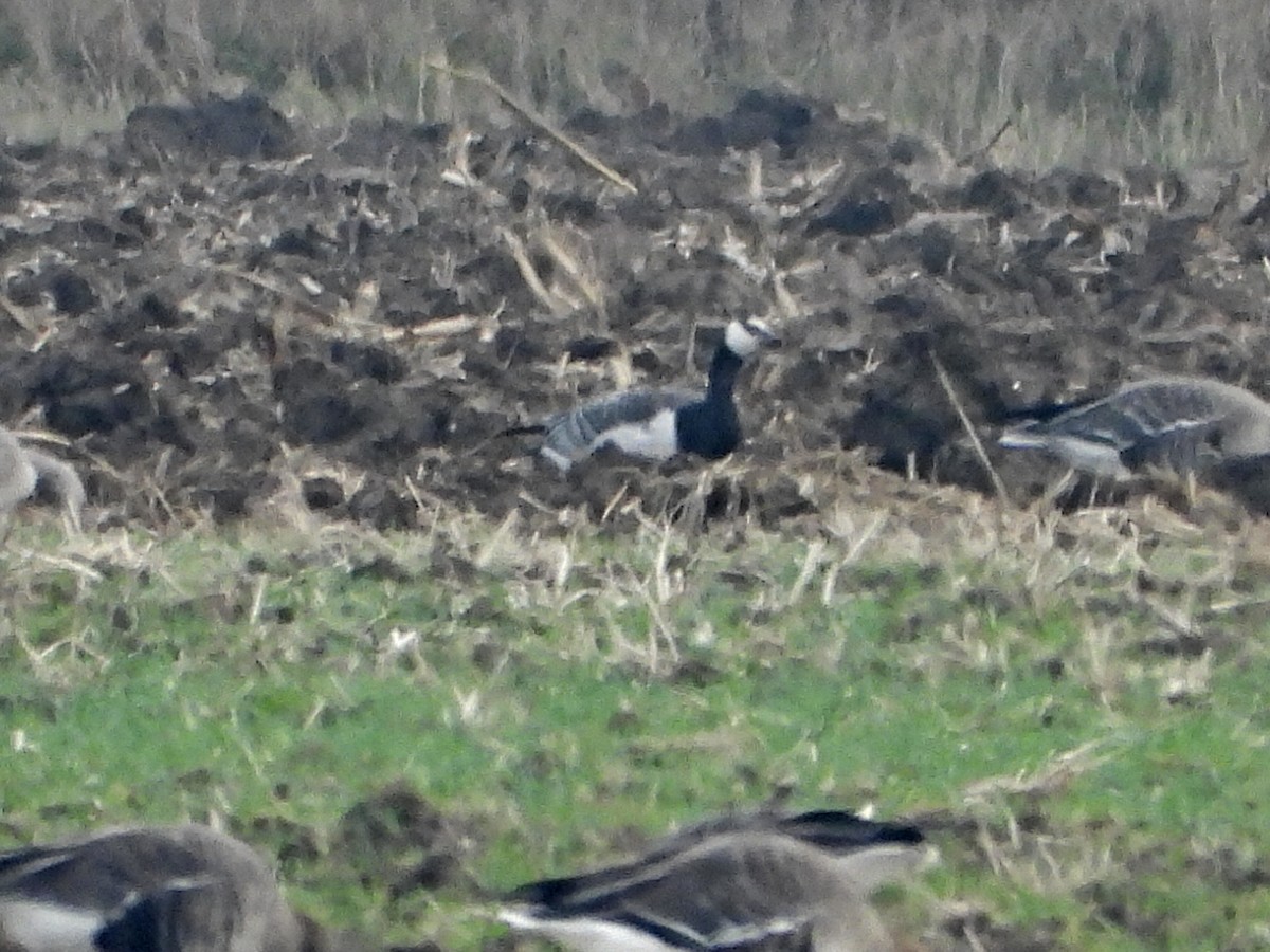 Barnacle Goose - ML646524778