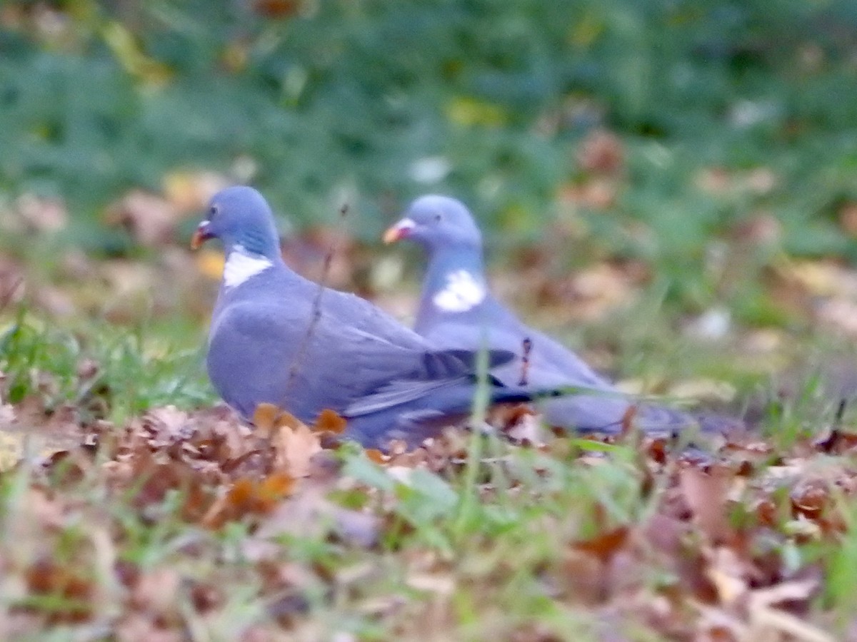 Paloma Torcaz - ML646524780