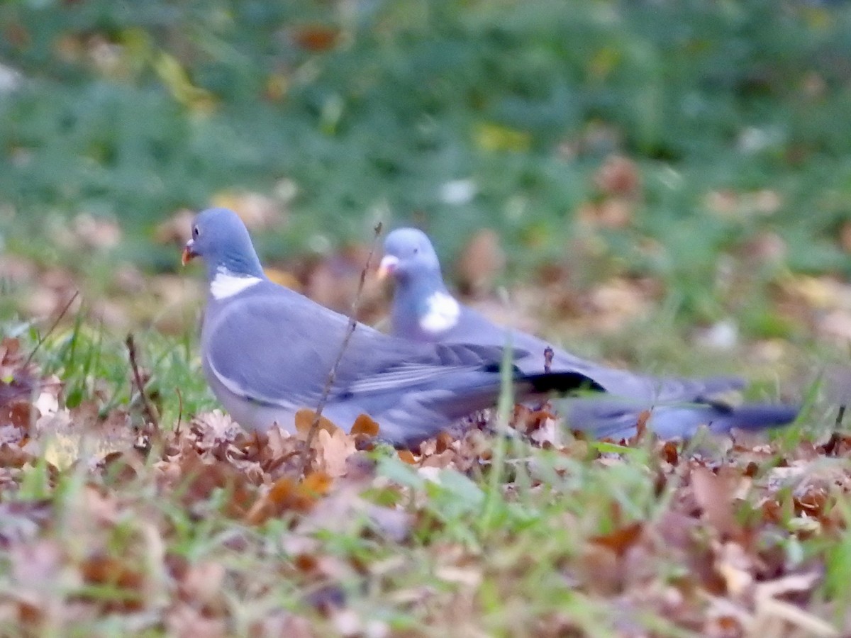 Paloma Torcaz - ML646524781