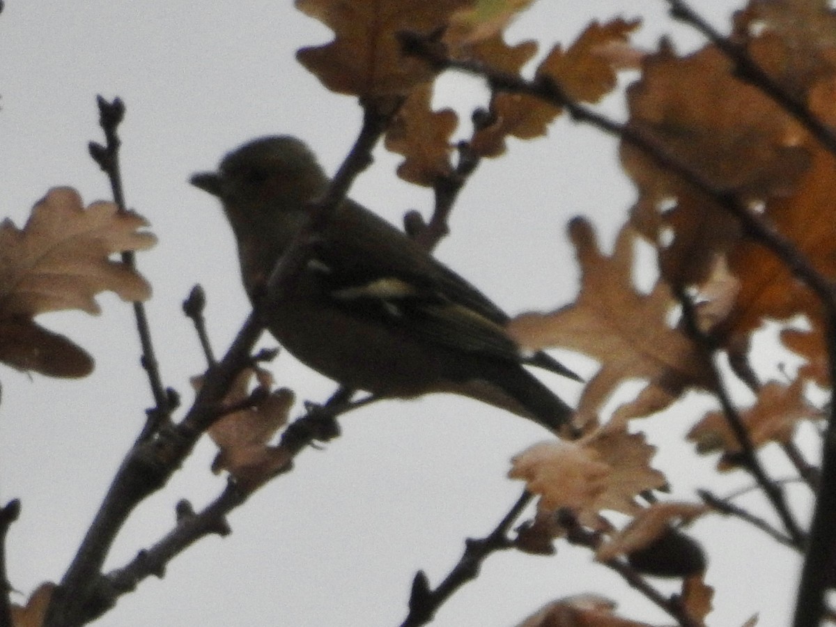 Дуулгат бужирга - ML646524782