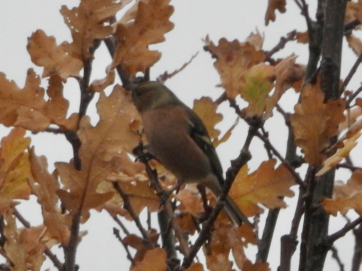 Дуулгат бужирга - ML646524783