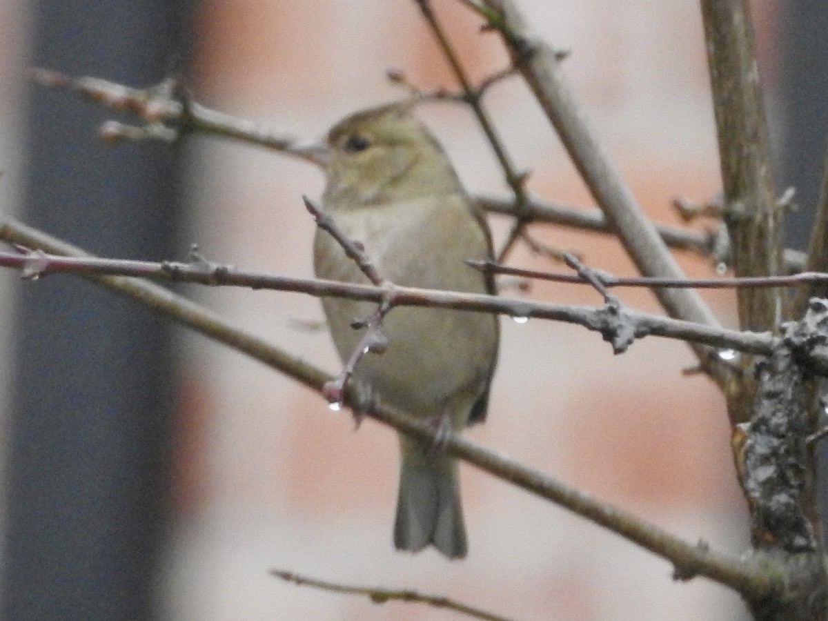 Дуулгат бужирга - ML646524784