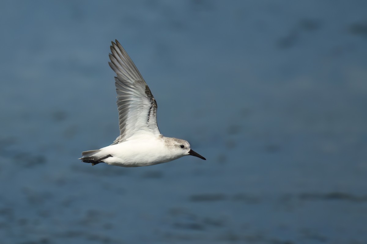 ミユビシギ - ML646524786