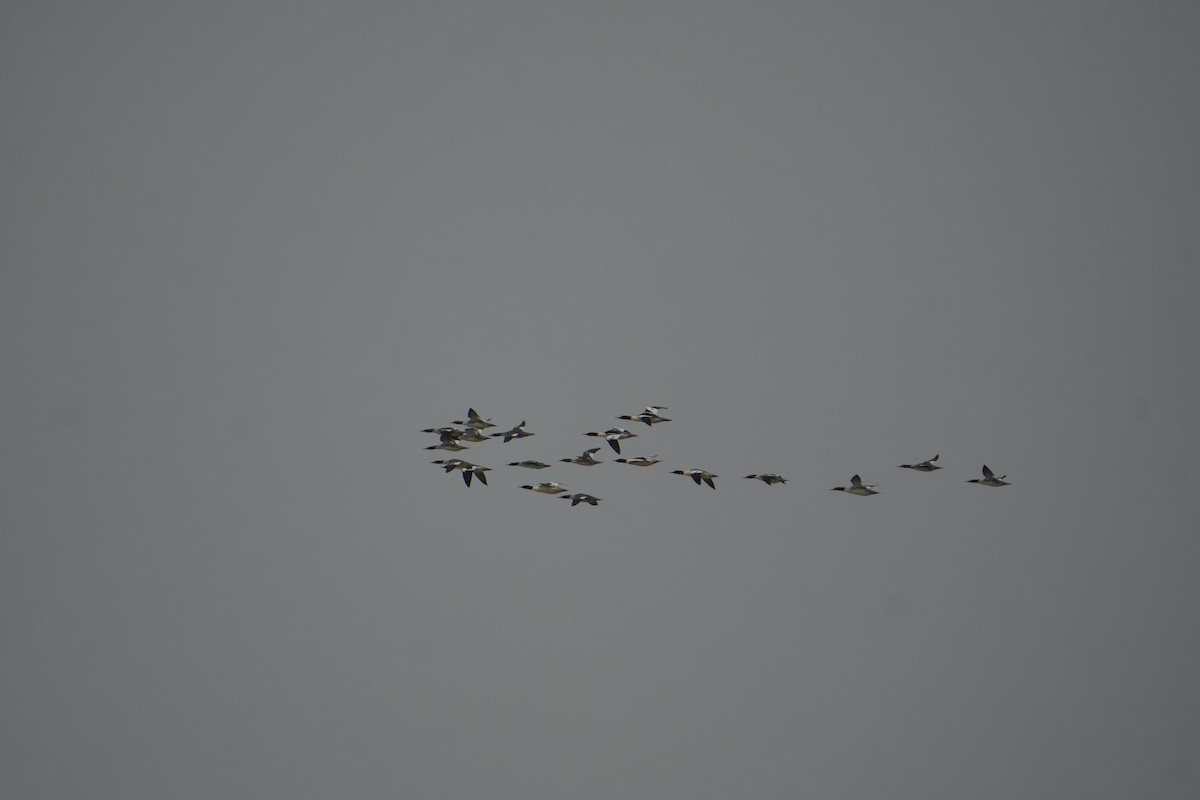 Common Merganser - ML646524787