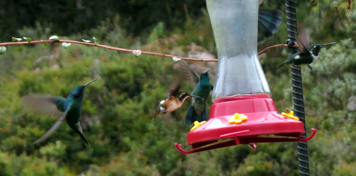 シロハラチビハチドリ - ML646524790