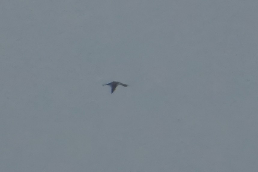 Red-throated Loon - ML646524791