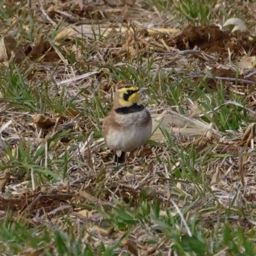 Horned Lark - ML646524792