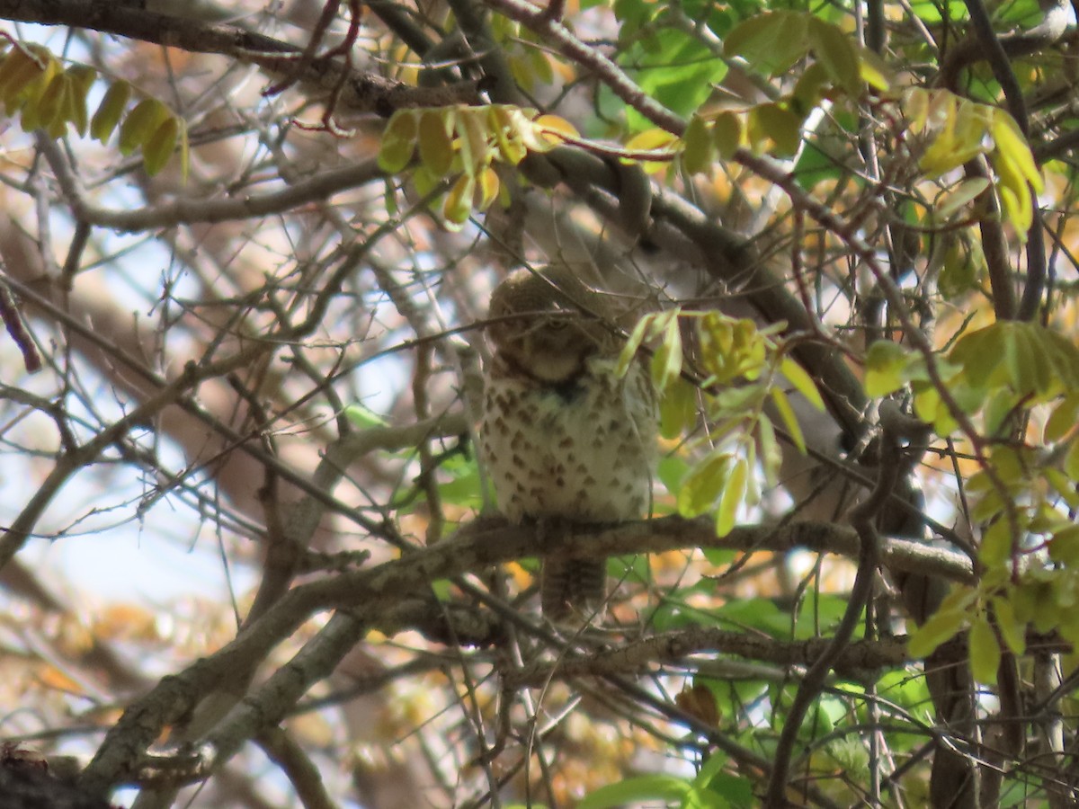 Chevêchette du Cap - ML646524793