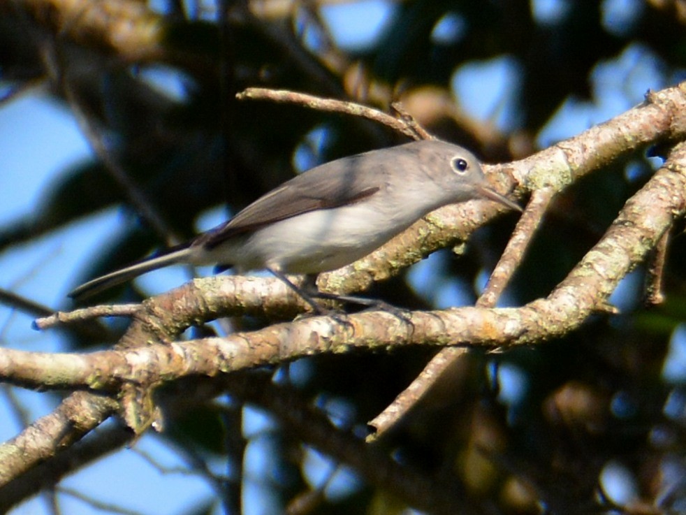 Blue-gray Gnatcatcher - ML646524794