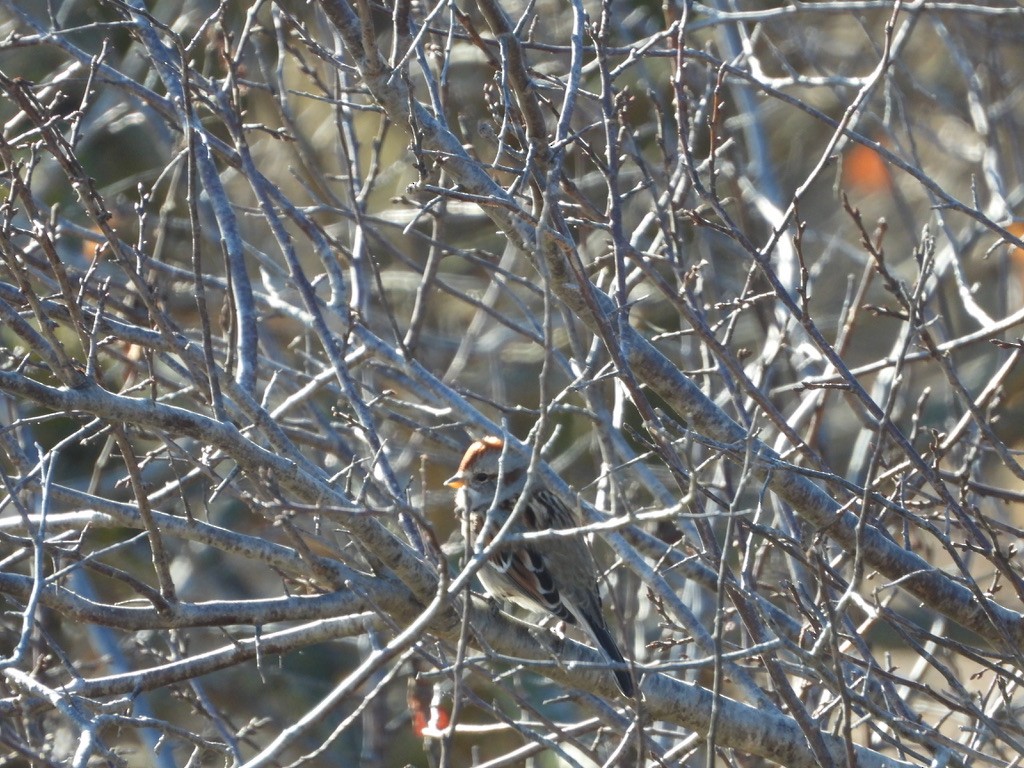 American Tree Sparrow - ML646524796
