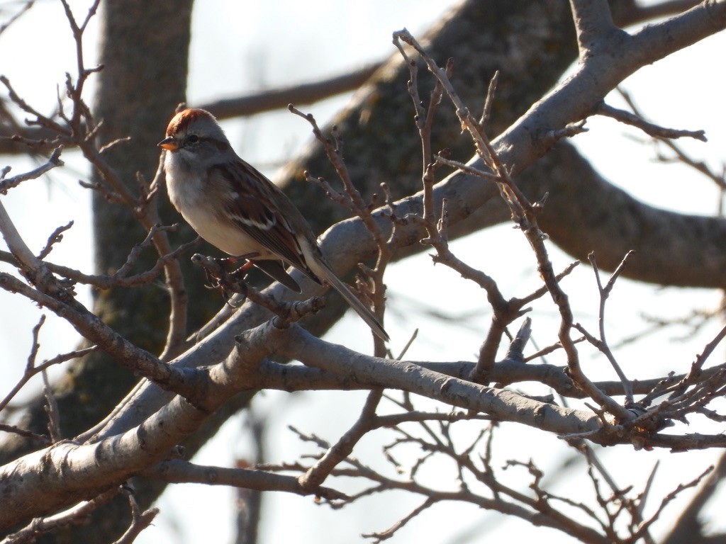 American Tree Sparrow - ML646524798