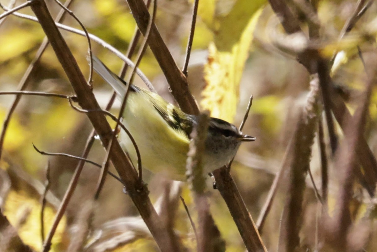Ashy-throated Warbler - ML646524799