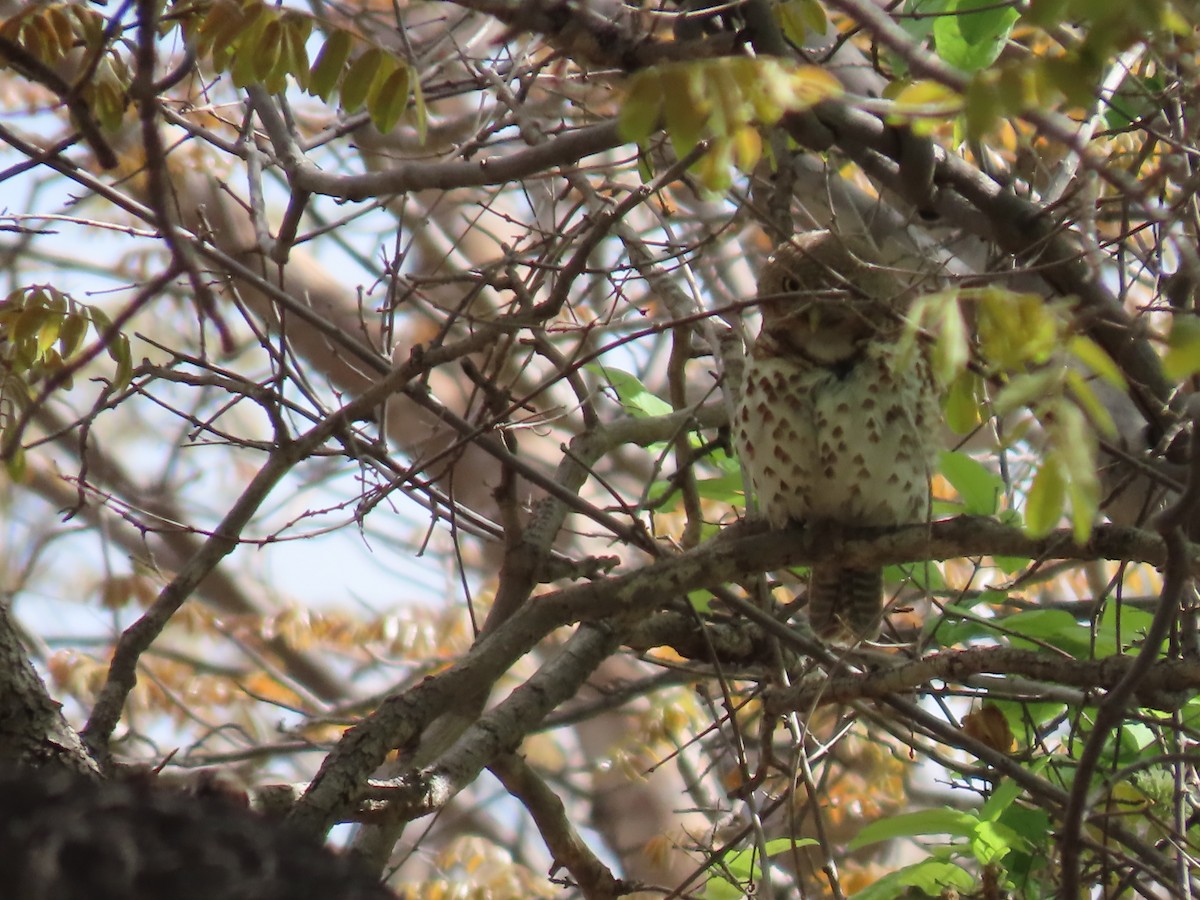 Chevêchette du Cap - ML646524800