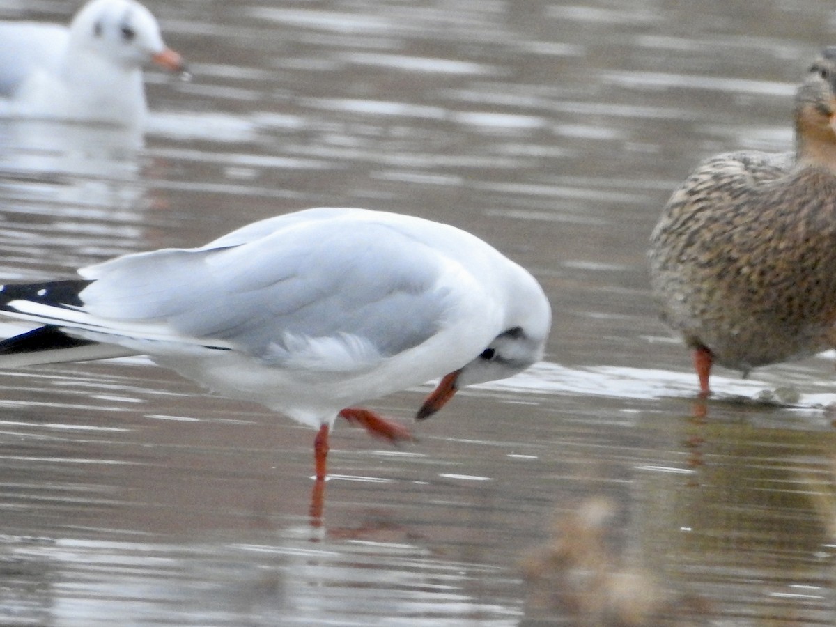 Хүрэн толгойт цахлай - ML646524801