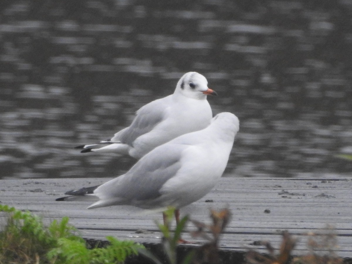 Хүрэн толгойт цахлай - ML646524802