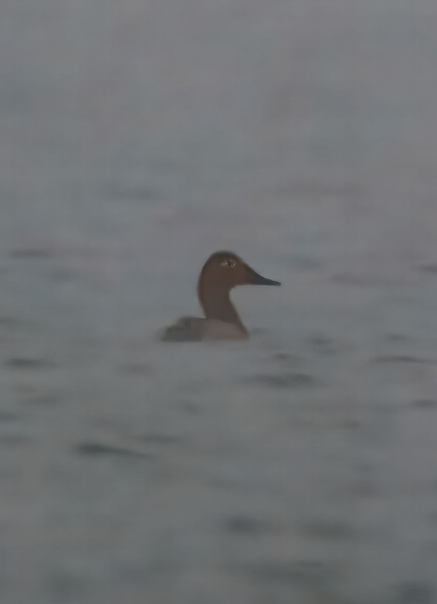 Porrón Coacoxtle - ML646524803