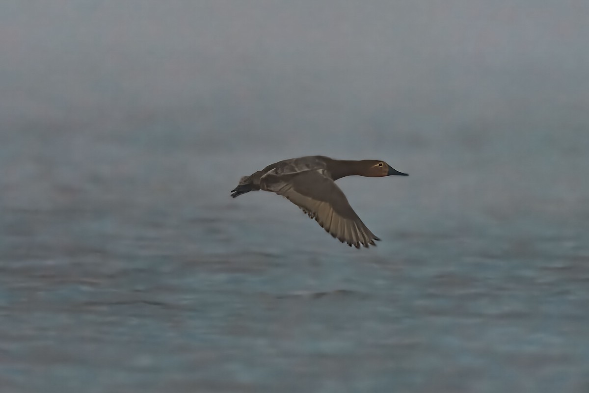 Porrón Coacoxtle - ML646524804