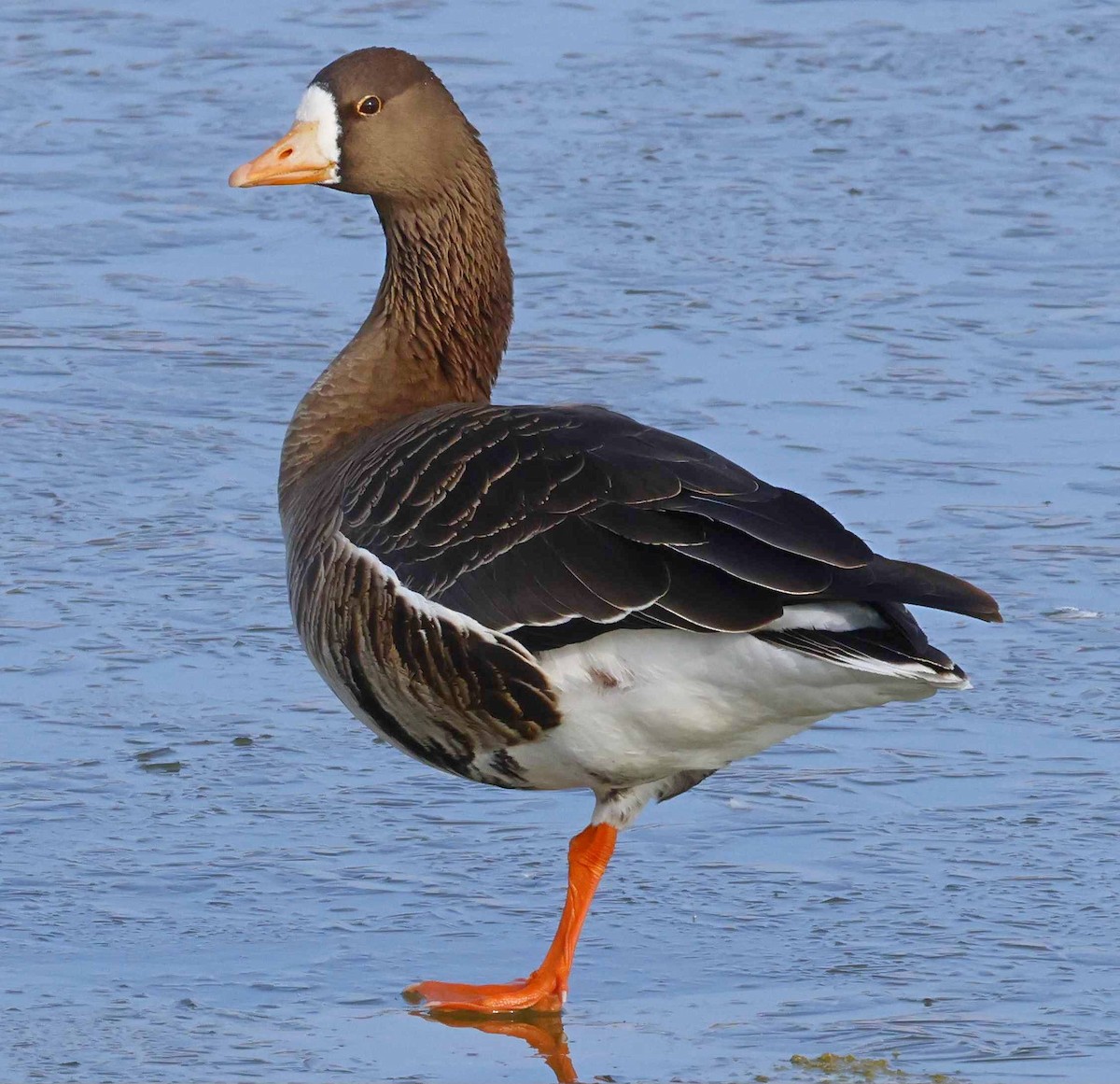 Greater White-fronted Goose - ML646524805