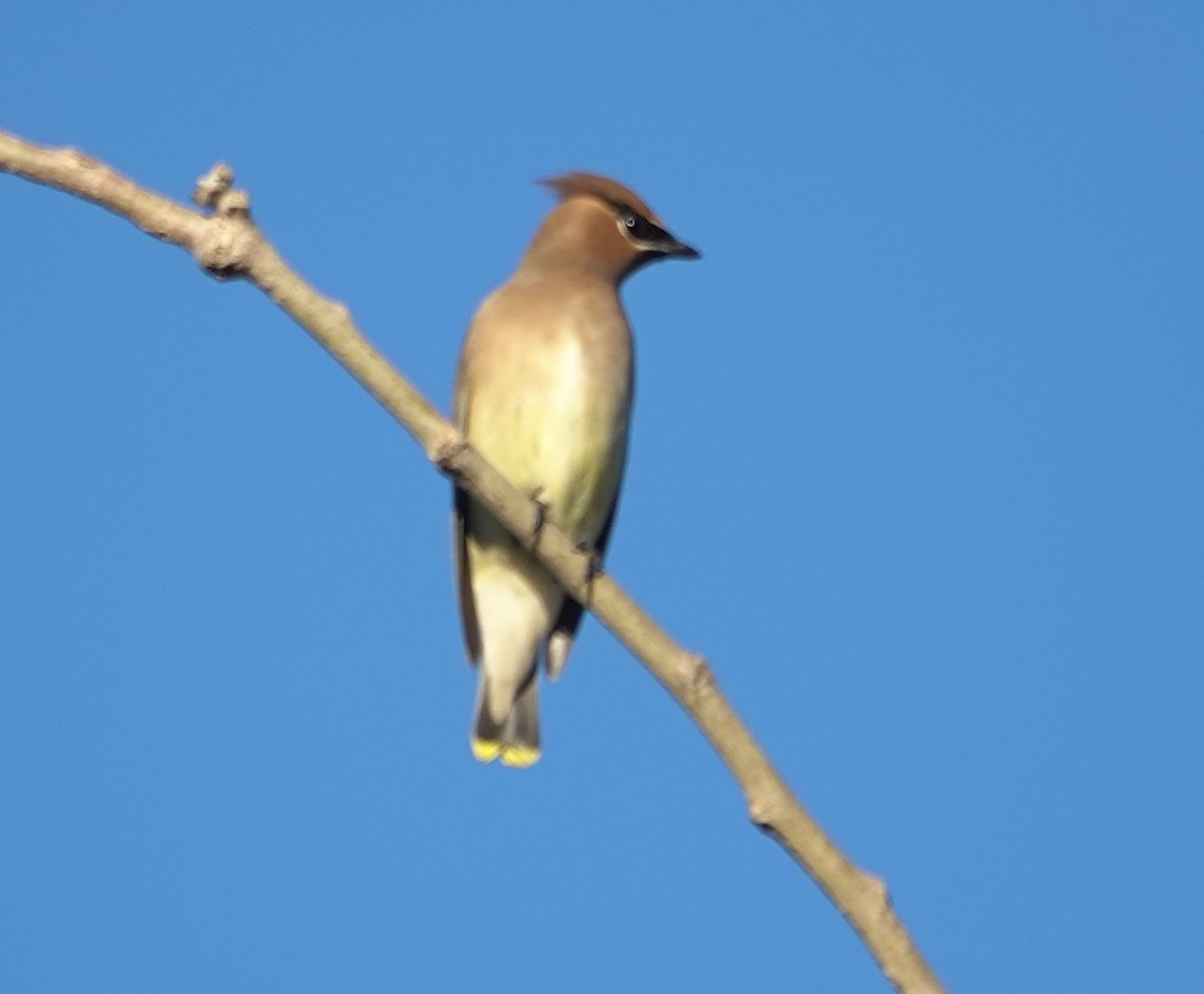 Cedar Waxwing - ML646524806