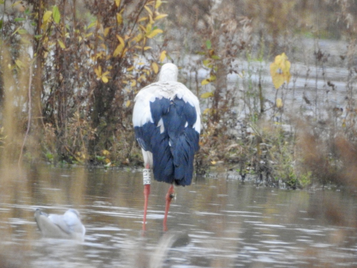 White Stork - ML646524810