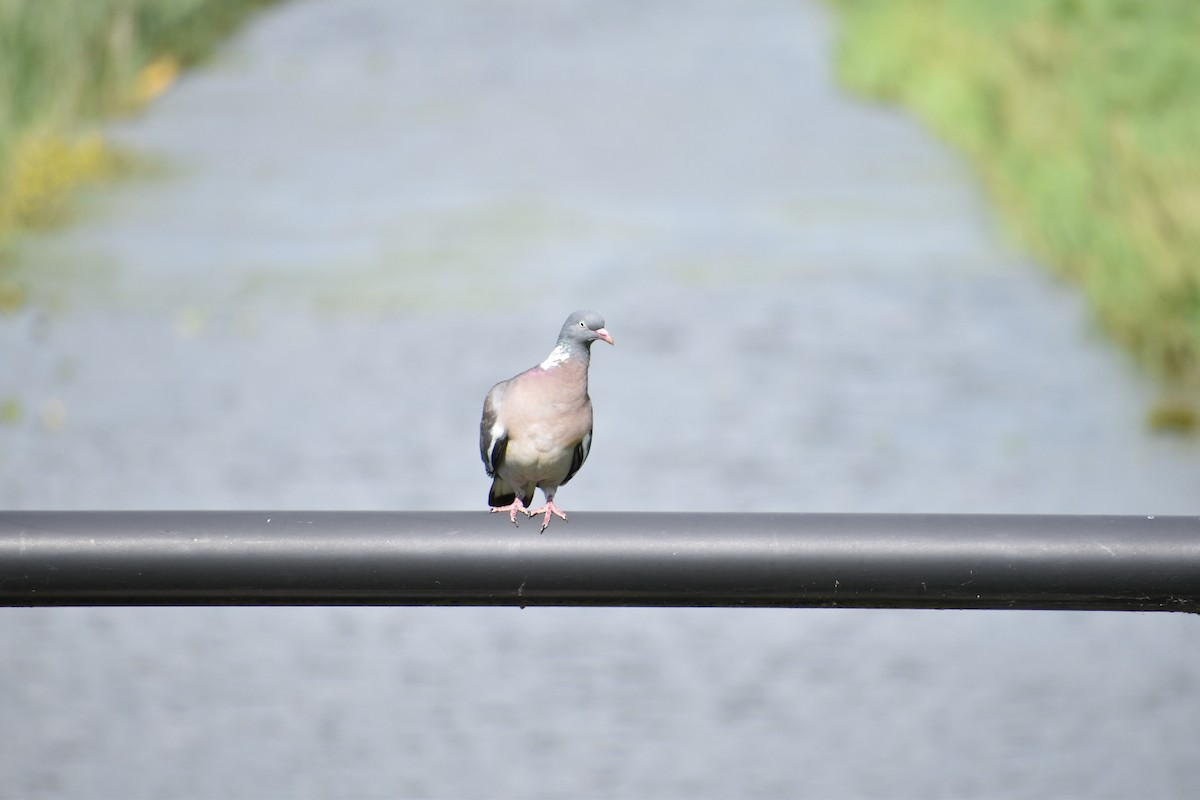 Paloma Torcaz - ML646524812