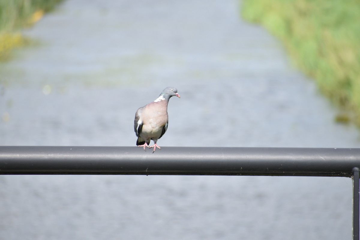 Paloma Torcaz - ML646524813