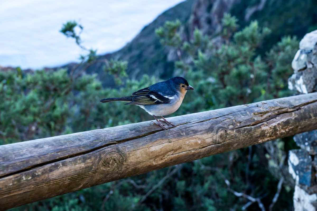 カナリアズアオアトリ - ML646524814