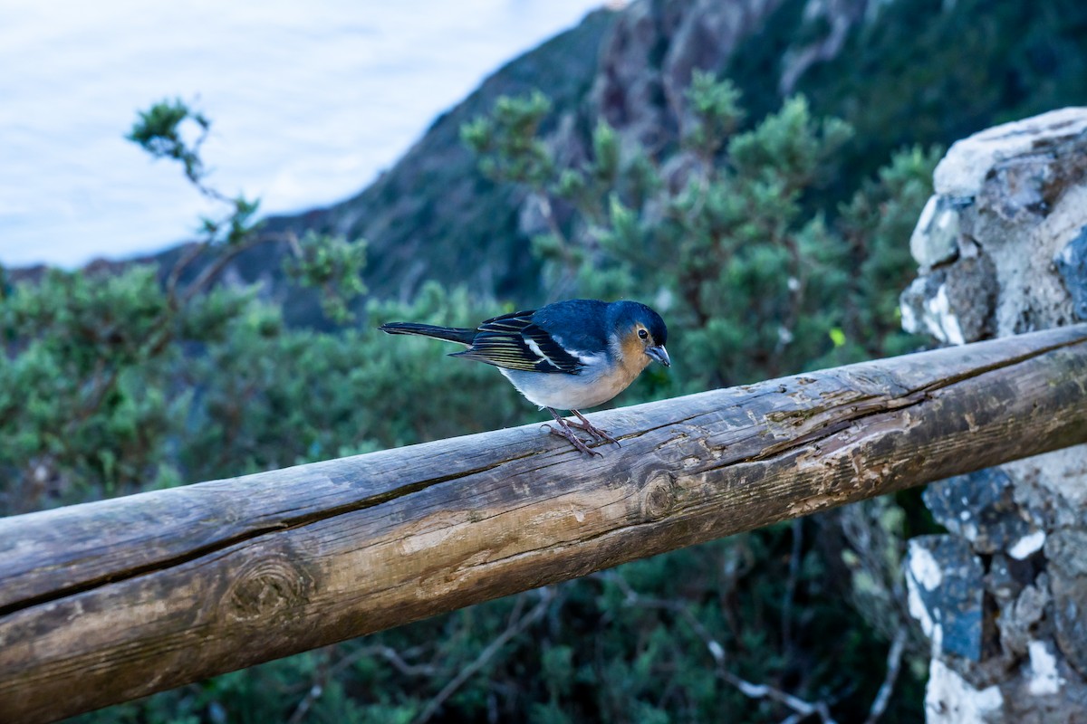 カナリアズアオアトリ - ML646524815