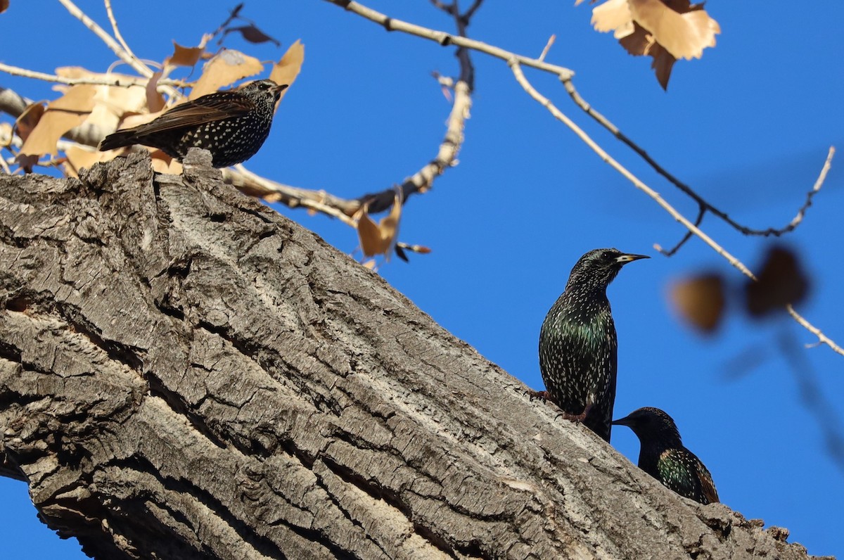 ホシムクドリ - ML646524817