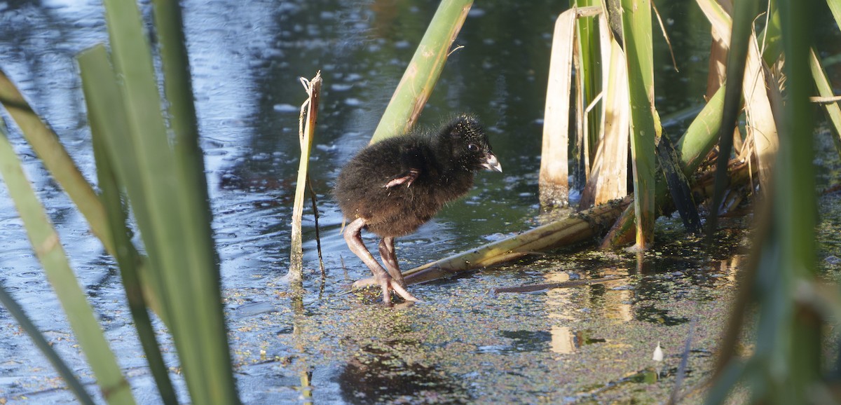 Australasian Swamphen - ML646524820
