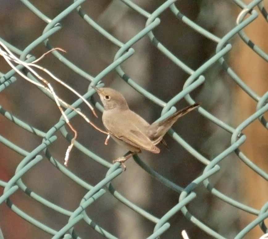 Curruca de Ménétries - ML646524821