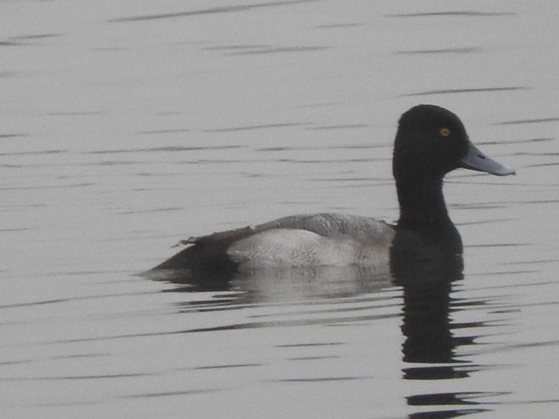 コスズガモ - ML646524822