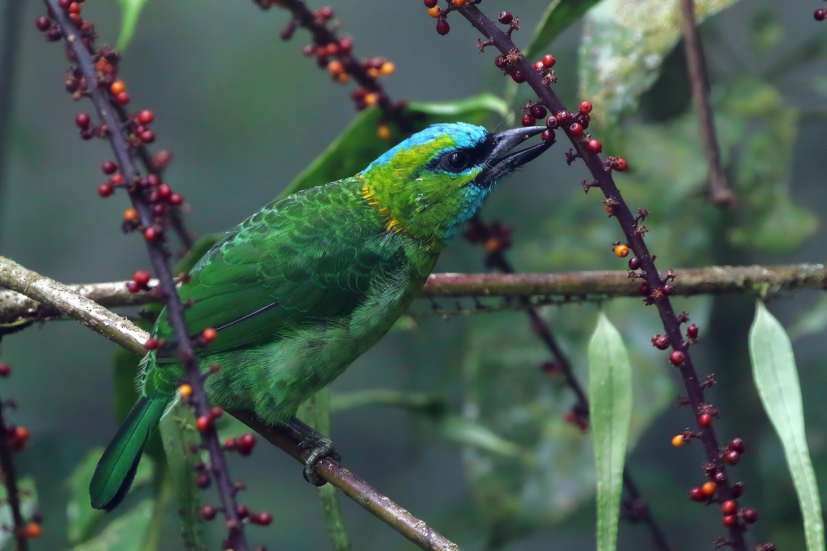 barbet zlatošíjný - ML646524824